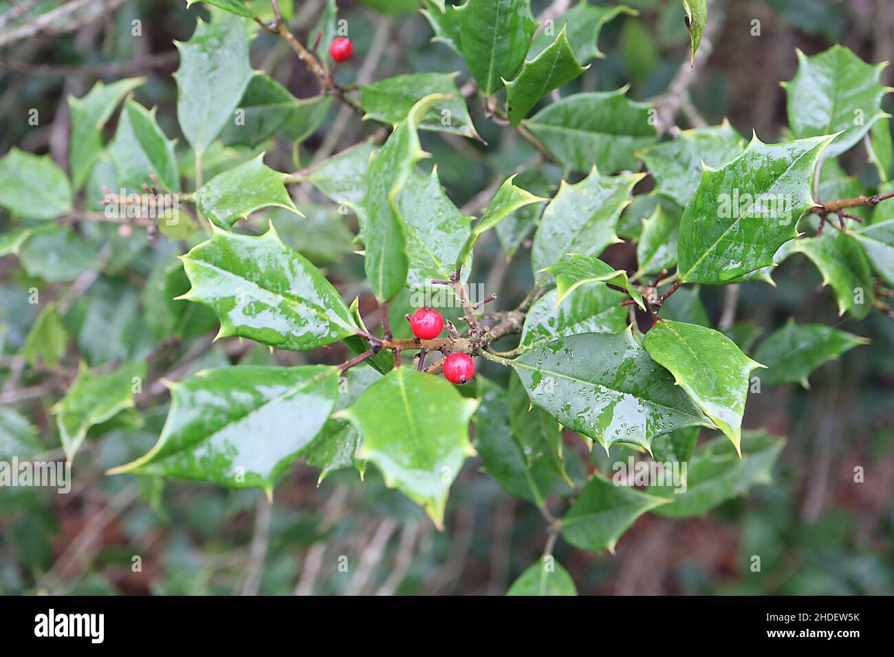 Ilex opaca American Holly – bacche rosse e foglie di verde medio opaco con margini spinosi, gennaio, Inghilterra, Regno Unito Foto Stock