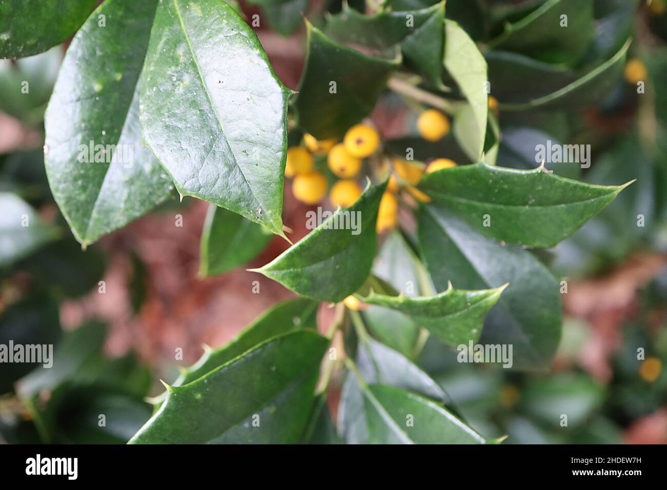 Ilex opaca per xanthocarpa agrifoglio americano a bacca gialla – bacche giallo arancio e foglie verde scuro lucide, gennaio, Inghilterra, Regno Unito Foto Stock