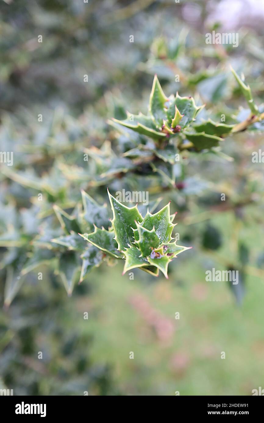 Il agrifoglio di ilex pernyi Perny – piccole foglie di spinoso triangolari di medio verde, gennaio, Inghilterra, Regno Unito Foto Stock