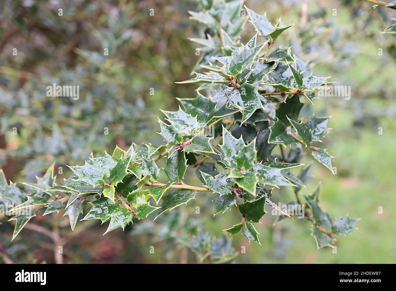 Il agrifoglio di ilex pernyi Perny – piccole foglie di spinoso triangolari di medio verde, gennaio, Inghilterra, Regno Unito Foto Stock