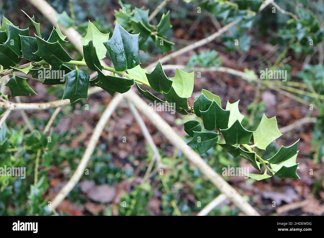 Ilex pernyi ??? Perny’s holly – piccole foglie di spinoso triangolari di medio verde, gennaio, Inghilterra, Regno Unito Foto Stock