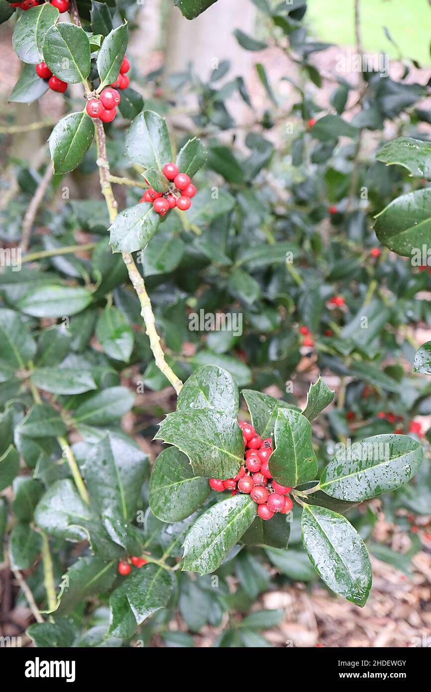 Ilex x altaclerensis Hendersonii Holly Hendersonii – fitti gruppi di bacche rosse e foglie verdi scure lucide, gennaio, Inghilterra, Regno Unito Foto Stock