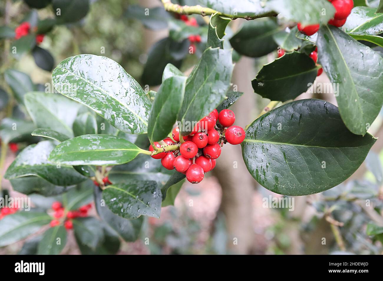 Ilex x altaclerensis Hendersonii Holly Hendersonii – fitti gruppi di bacche rosse e foglie verdi scure lucide, gennaio, Inghilterra, Regno Unito Foto Stock