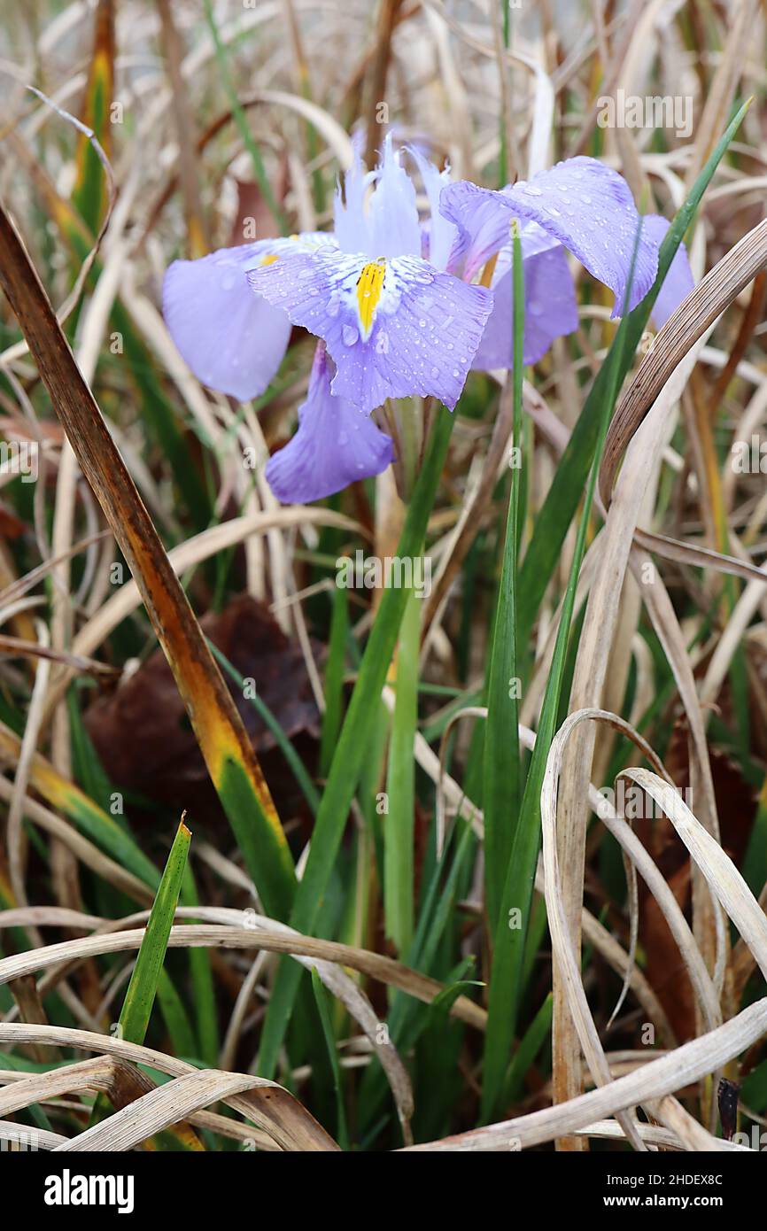 Iris unguicularis iris algerino – lilla-lavanda iris invernale con bande gialle, gennaio, Inghilterra, Regno Unito Foto Stock