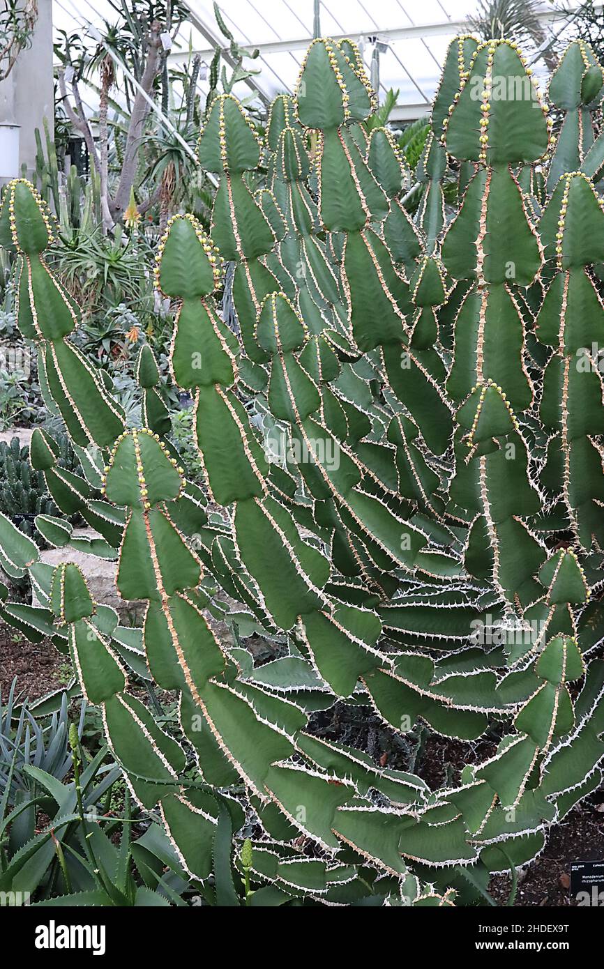 Euphorbia rowlandii Levuvhu euphorbia – rami verticali multipli di segmenti di verde brillante con punte nere e ciatia gialla, gennaio, Regno Unito Foto Stock