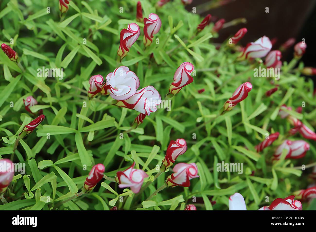 Oxalis versicolor caramella di canna – arrotolato tubolare fiori bianchi con margini di cremisi, oblò intagliato allungato verde brillante, gennaio, Inghilterra Foto Stock