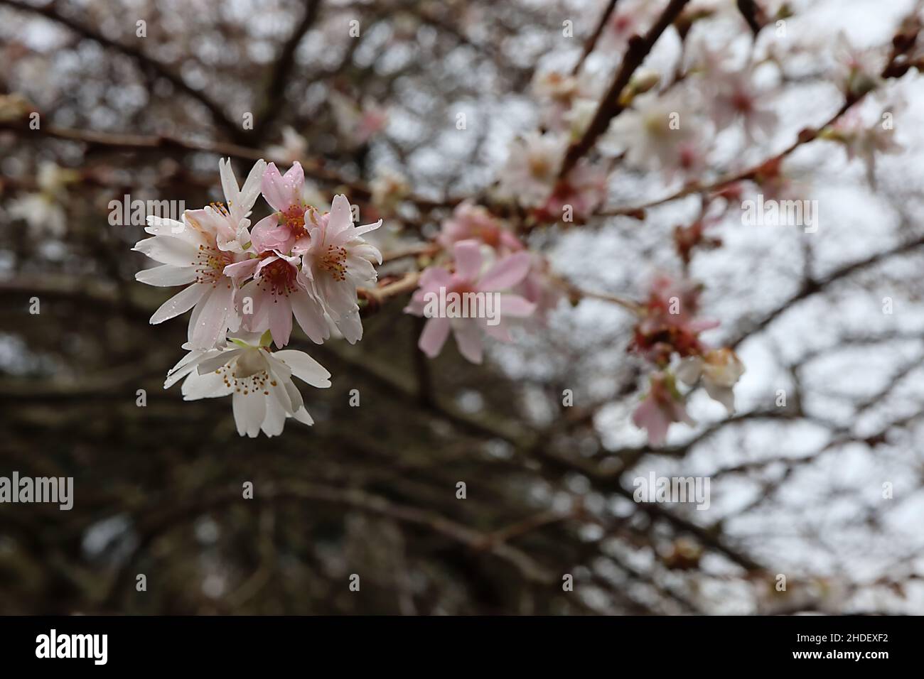 Prunus x subhirtella ‘autumnalis Rosea’ ciliegio a fiore invernale – semi-doppio guscio fiori rosa e rami nudi, gennaio, Inghilterra, Regno Unito Foto Stock