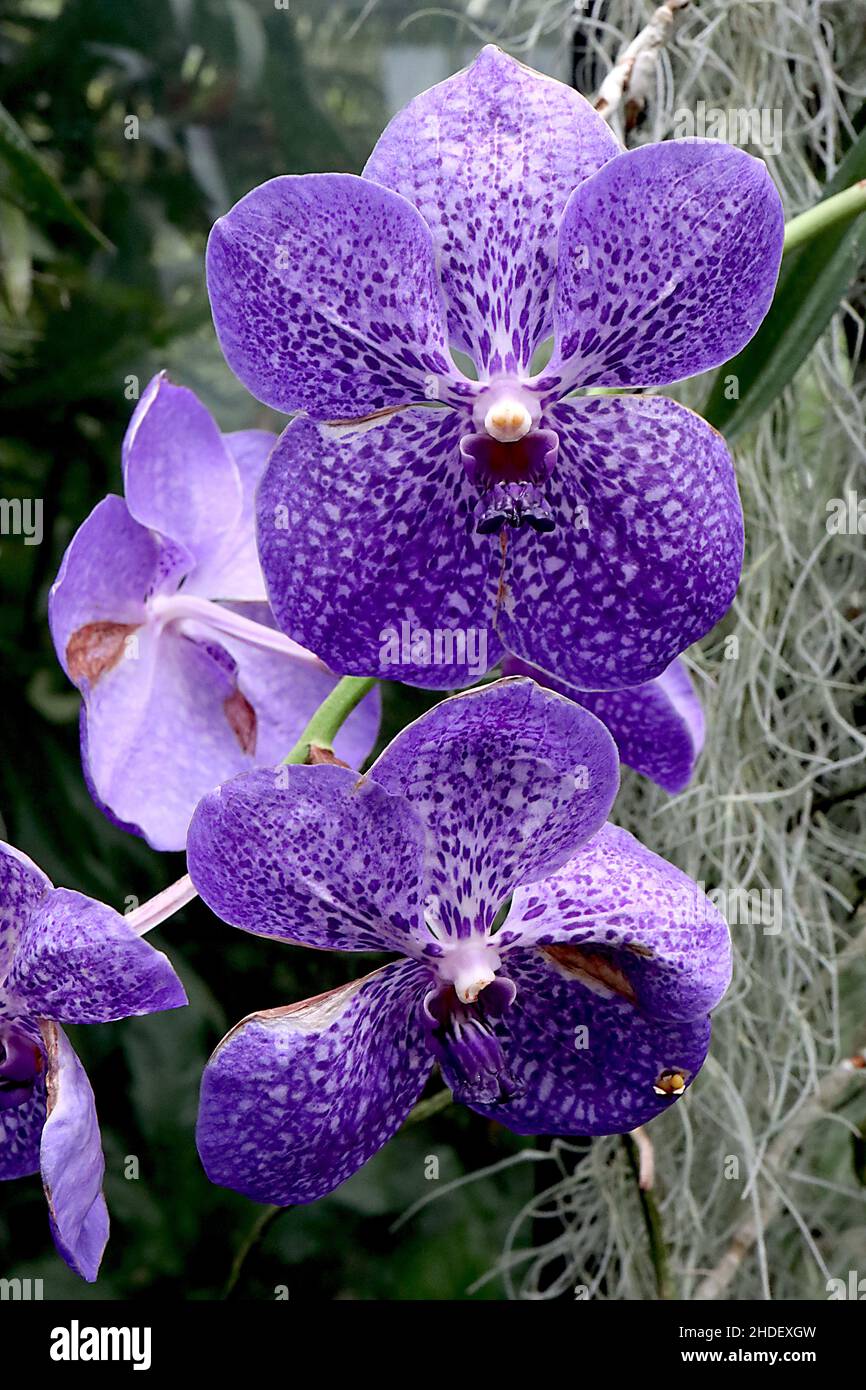 Orchid Vanda ‘Betty Blue’ Vanda Orchid Betty Blue – fiori bianchi a forma di piattino con rete viola, gennaio, Inghilterra, Regno Unito Foto Stock
