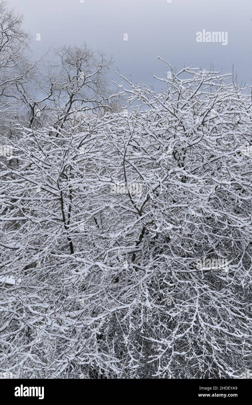 Ritratto verticale di un albero di mele rami coperti di neve Texture con un cielo invernale grigio blu Stormy Foto Stock