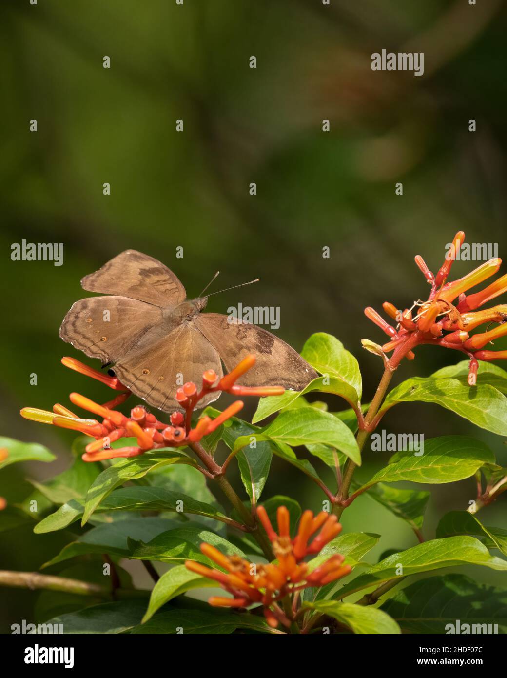 Bella farfalla di Pansy al cioccolato (Junonia iphita) poggiata su alcuni fiori di bush fuoco nel giardino, durante il giorno e con le sue ali spalancate aperte. B Foto Stock