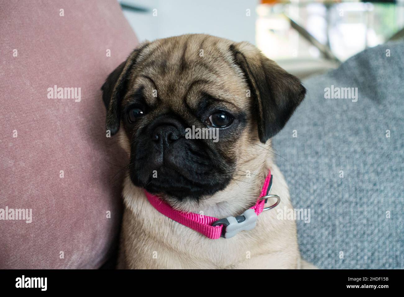 Cane Pug colorato Fawn, Foto Stock
