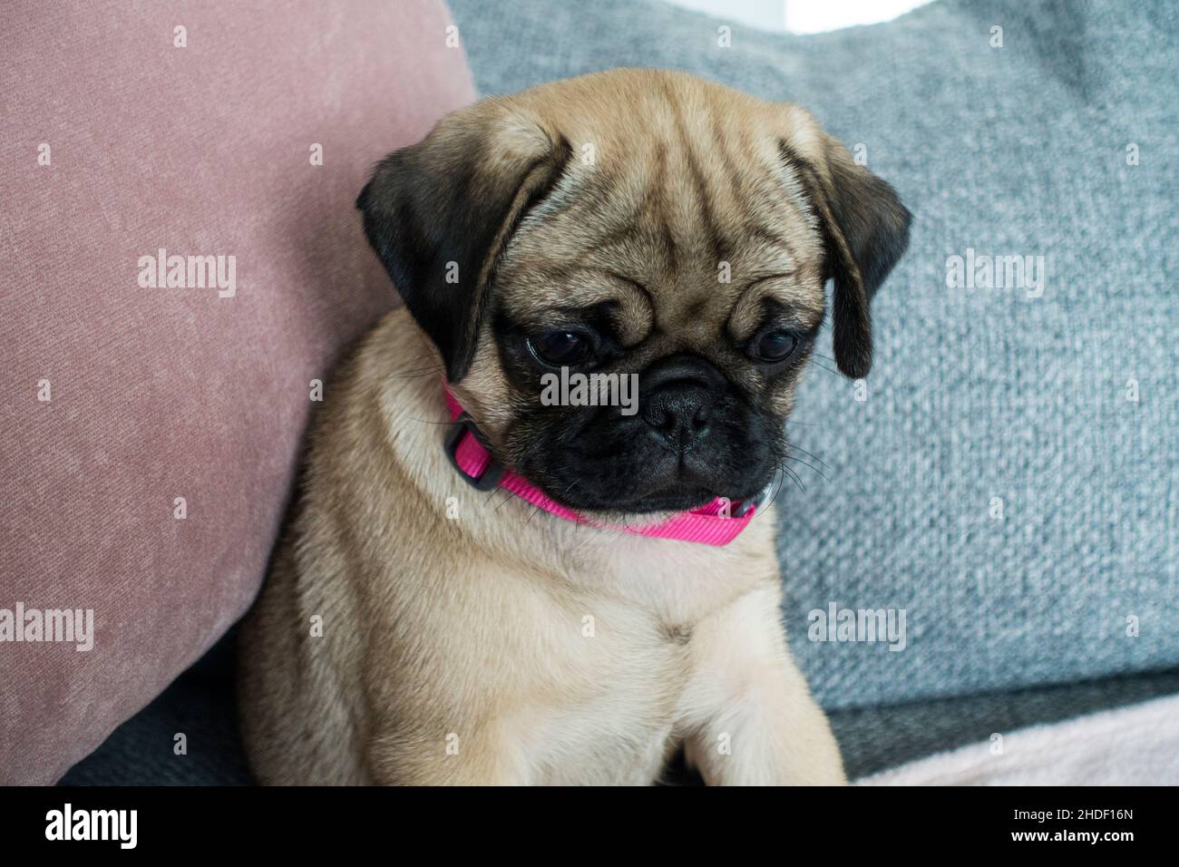 Cane Pug colorato Fawn, Foto Stock