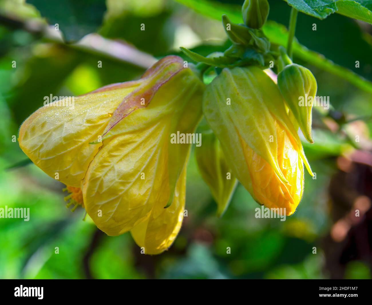 Macro fotografia di un fiore giallo di abutilon e un germoglio, catturato in un giardino vicino alla città coloniale di Villa de Leyva nella Colombia centrale. Foto Stock