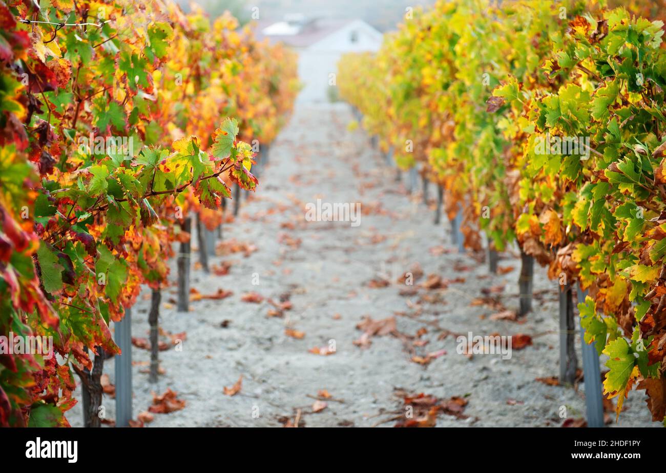 Vitigni d'uva con coloratissime foglie autunnali in fila con prospettiva Foto Stock