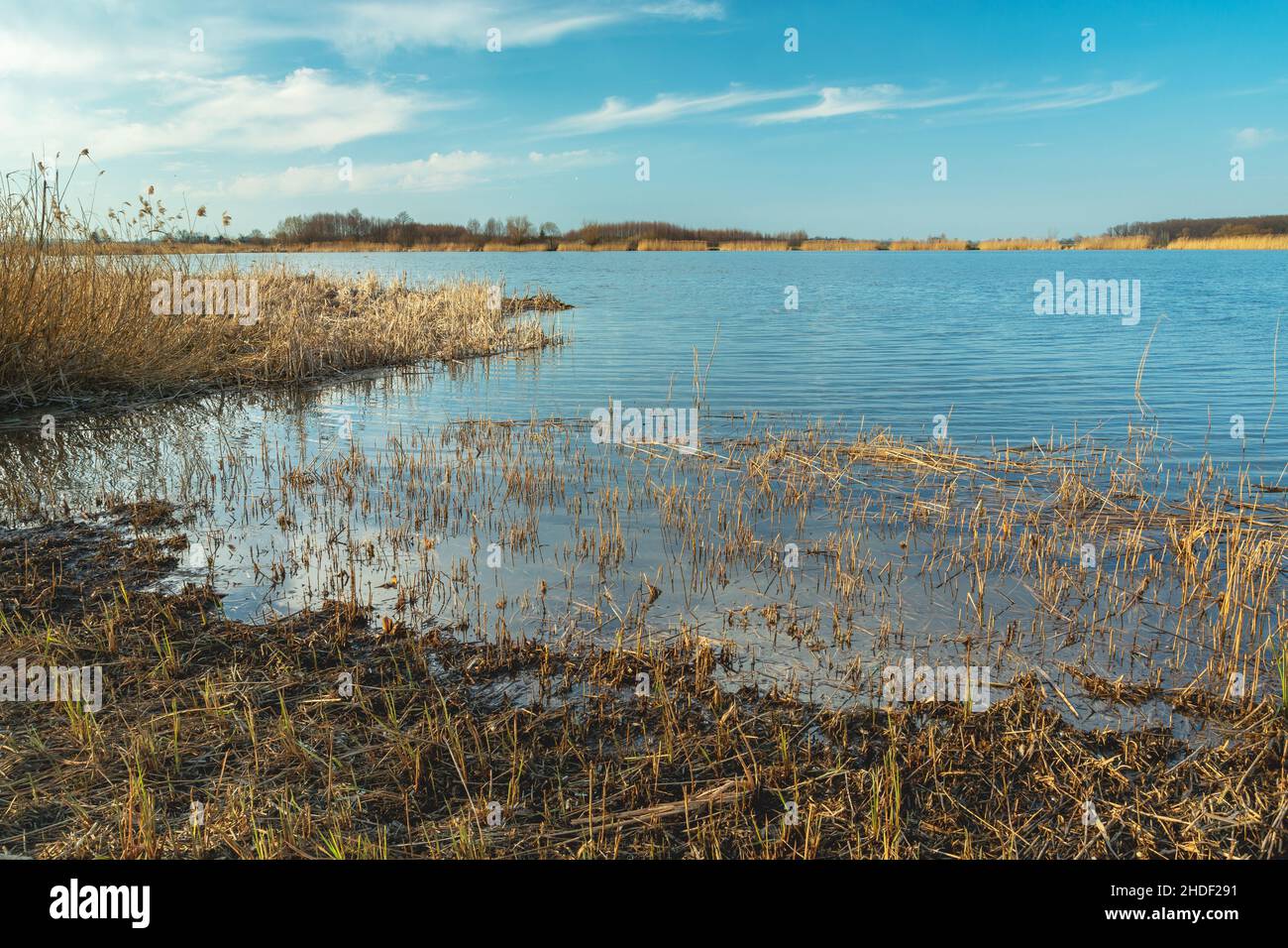 Canne rasate sulla riva del lago Foto Stock