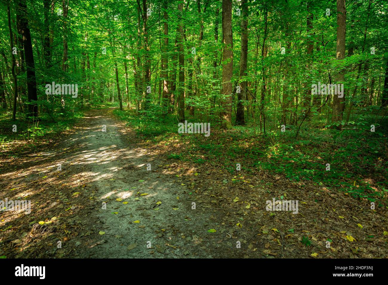 Un sentiero attraverso una soleggiata foresta verde di primavera Foto Stock