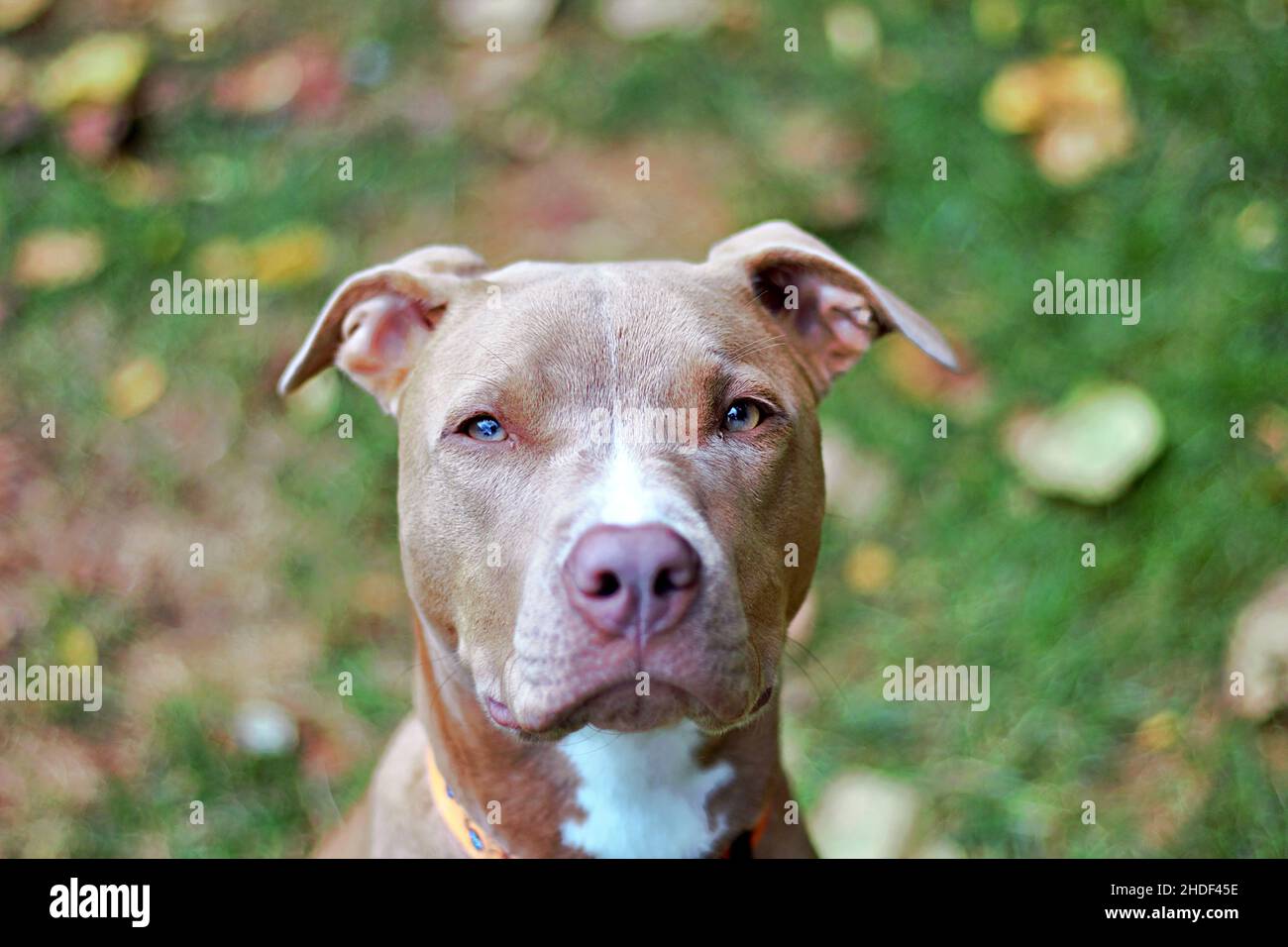 Primo piano dell'American Pit Bull Terrier. Foto Stock