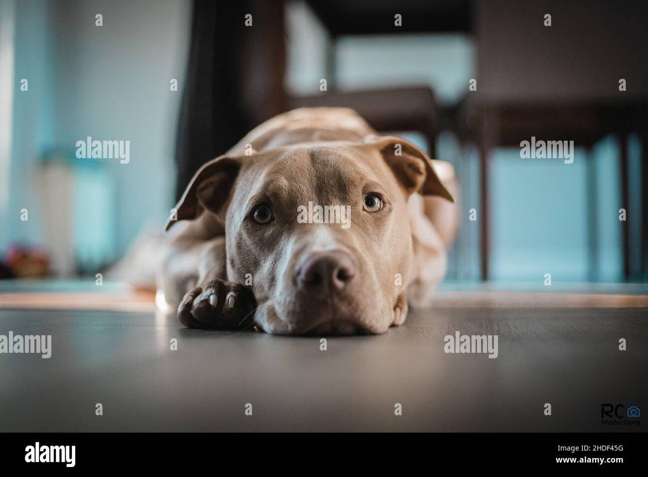 Primo piano dell'American Pit Bull Terrier che giace sul pavimento. Foto Stock