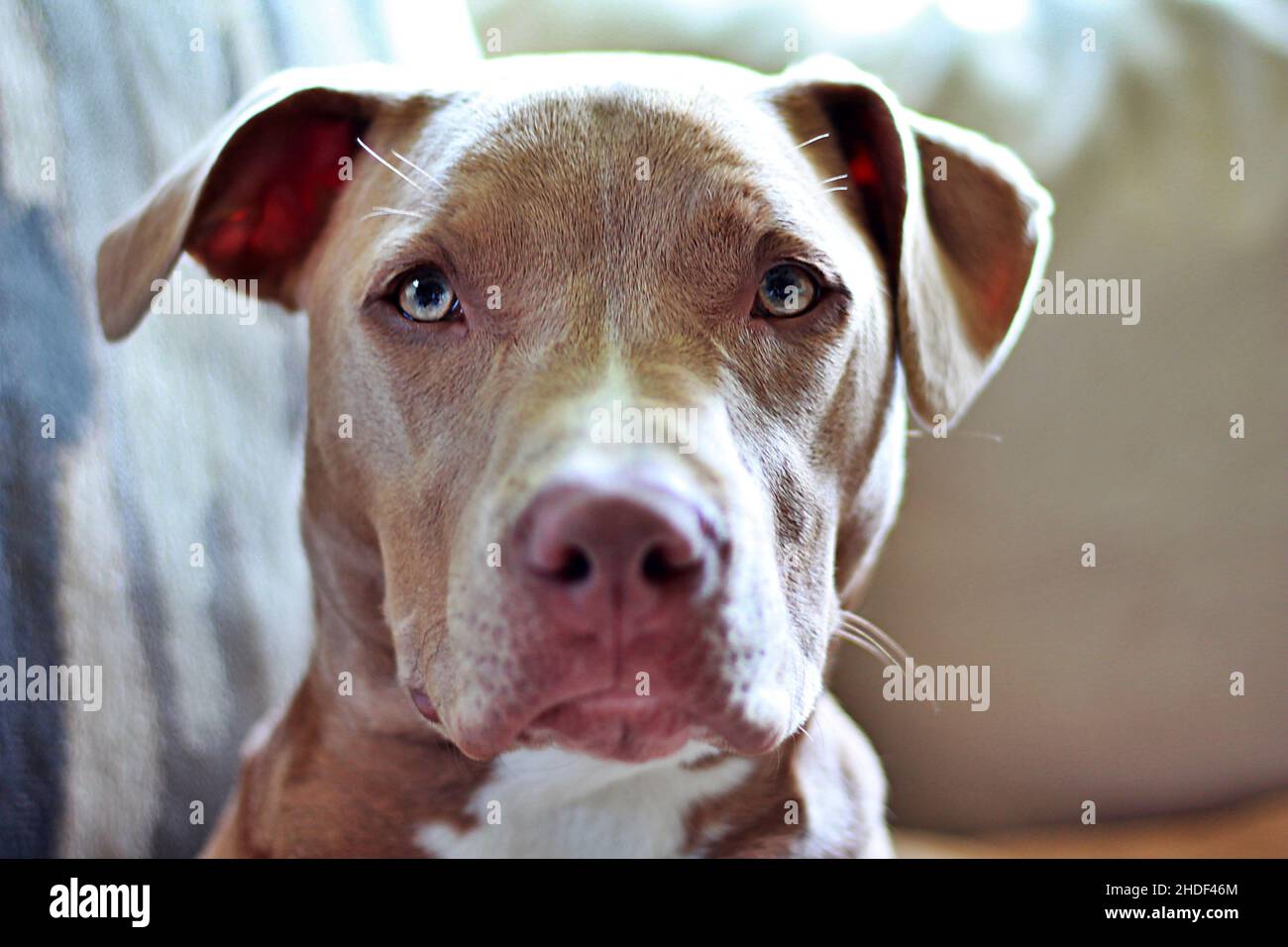 Primo piano dell'American Pit Bull Terrier. Foto Stock