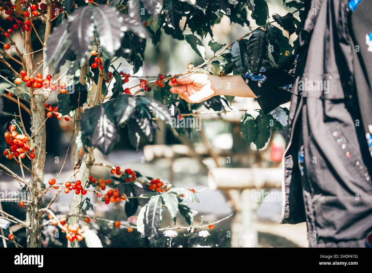 vecchia donna che controlla le bacche di caffè pianta qualità. coltivatore raccolto produce in fattoria Foto Stock