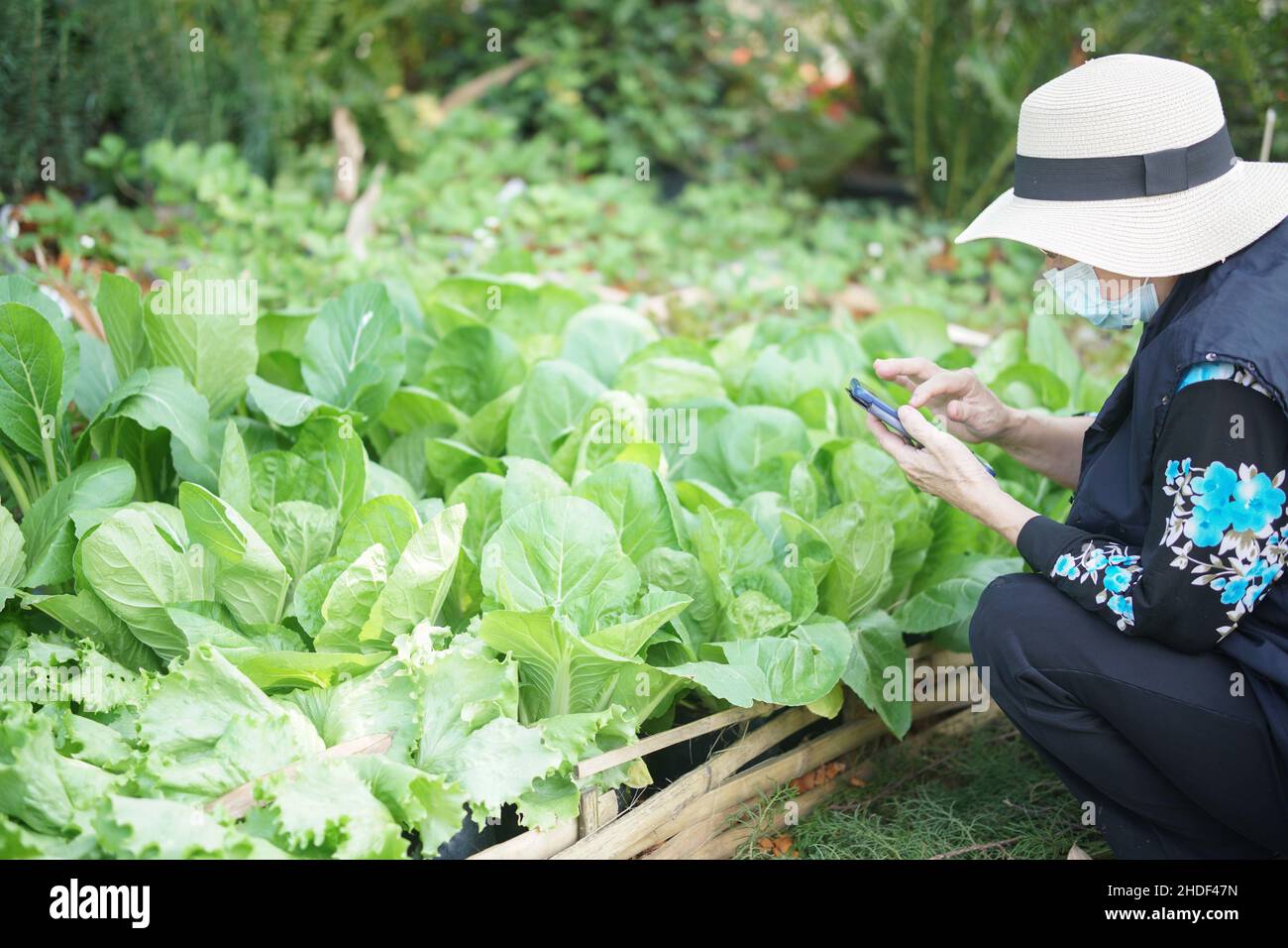 vecchia donna che controlla la qualità delle piante vegetali con smartphone. tecnologia agricola Foto Stock