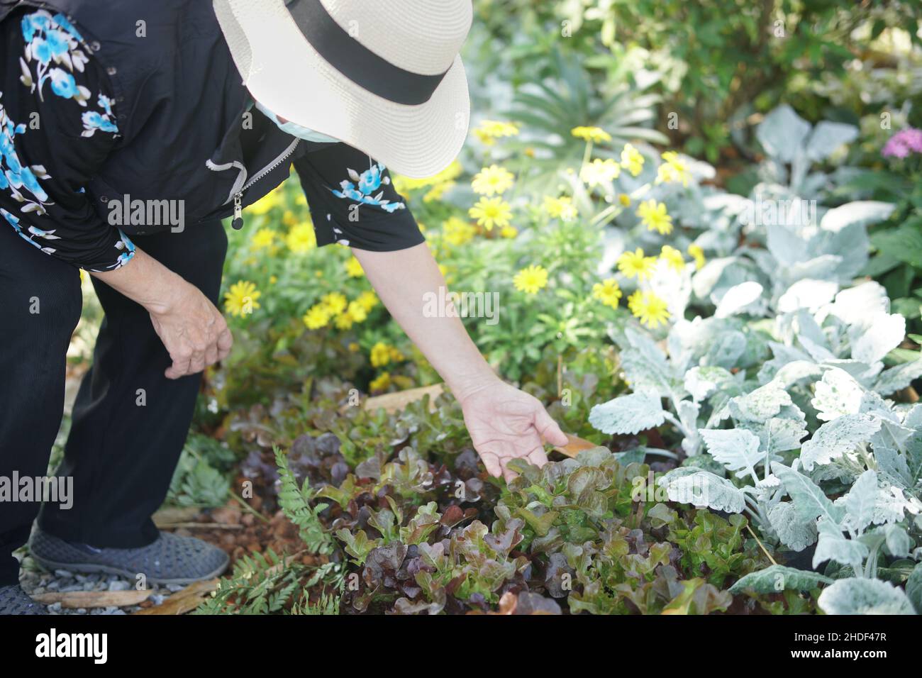 vecchia donna che controlla la qualità di pianta vegetale. coltivatore produce in fattoria Foto Stock