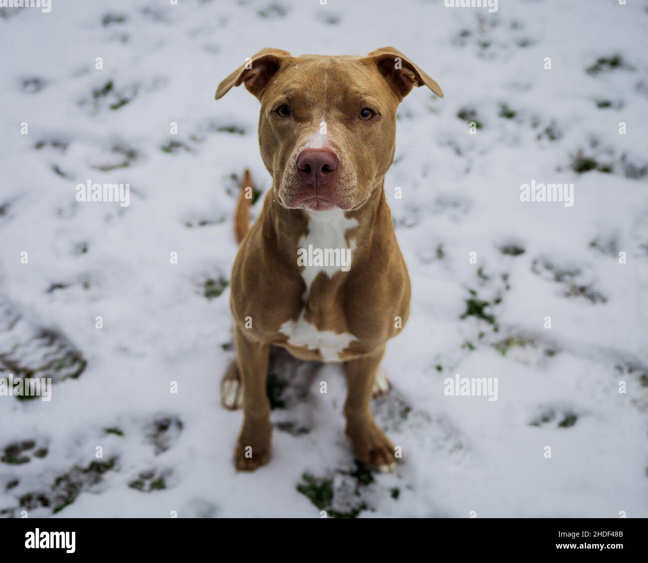 Primo piano dell'American Pit Bull Terrier. Foto Stock