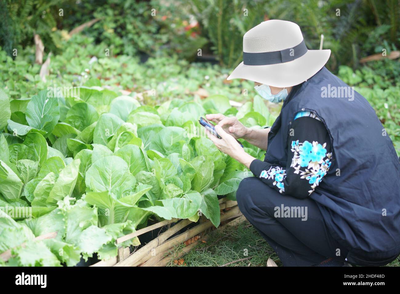 vecchia donna che controlla la qualità delle piante vegetali con smartphone. tecnologia agricola Foto Stock