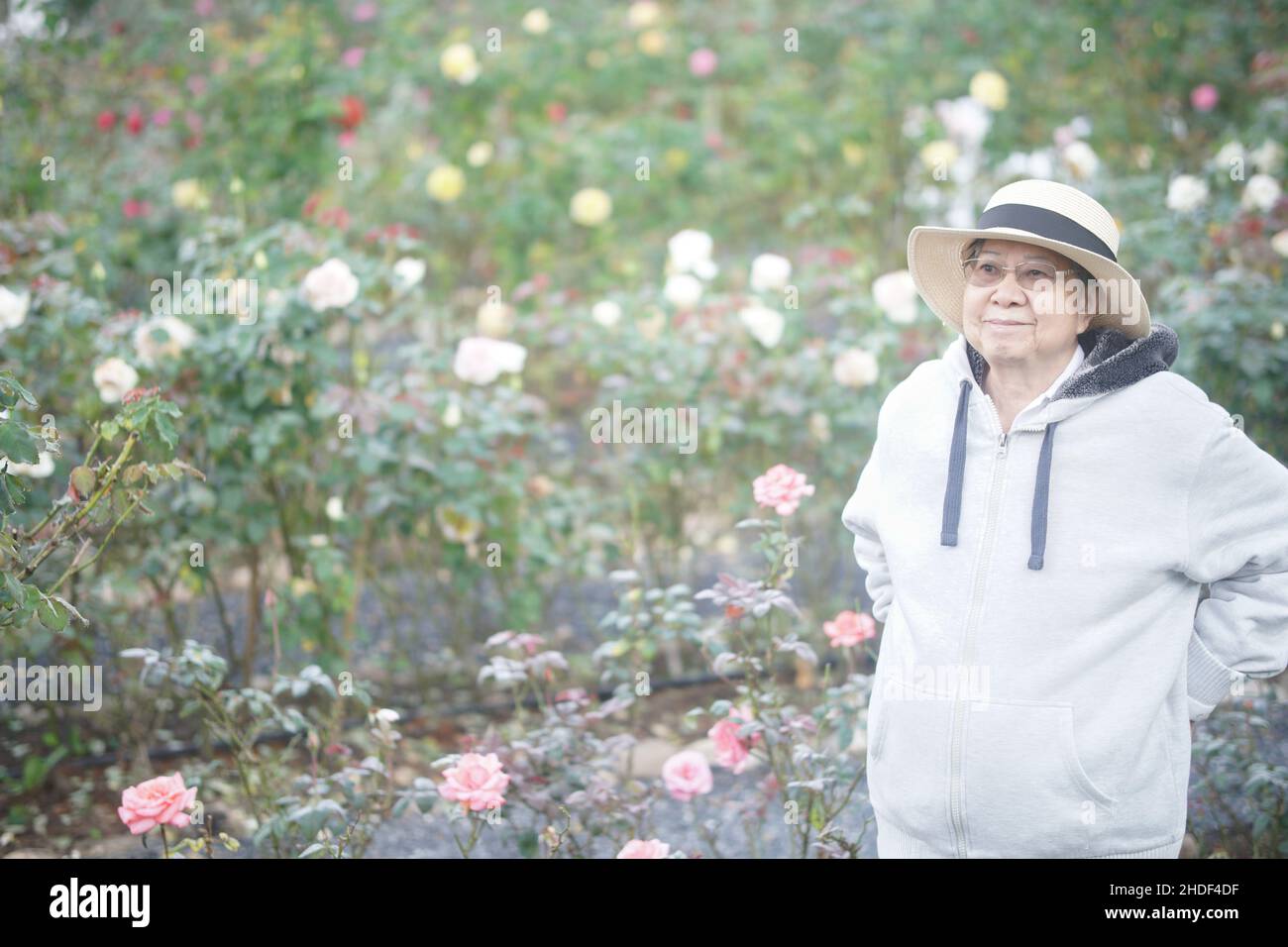 vecchia donna anziana rilassante in giardino di fiori di rosa Foto Stock