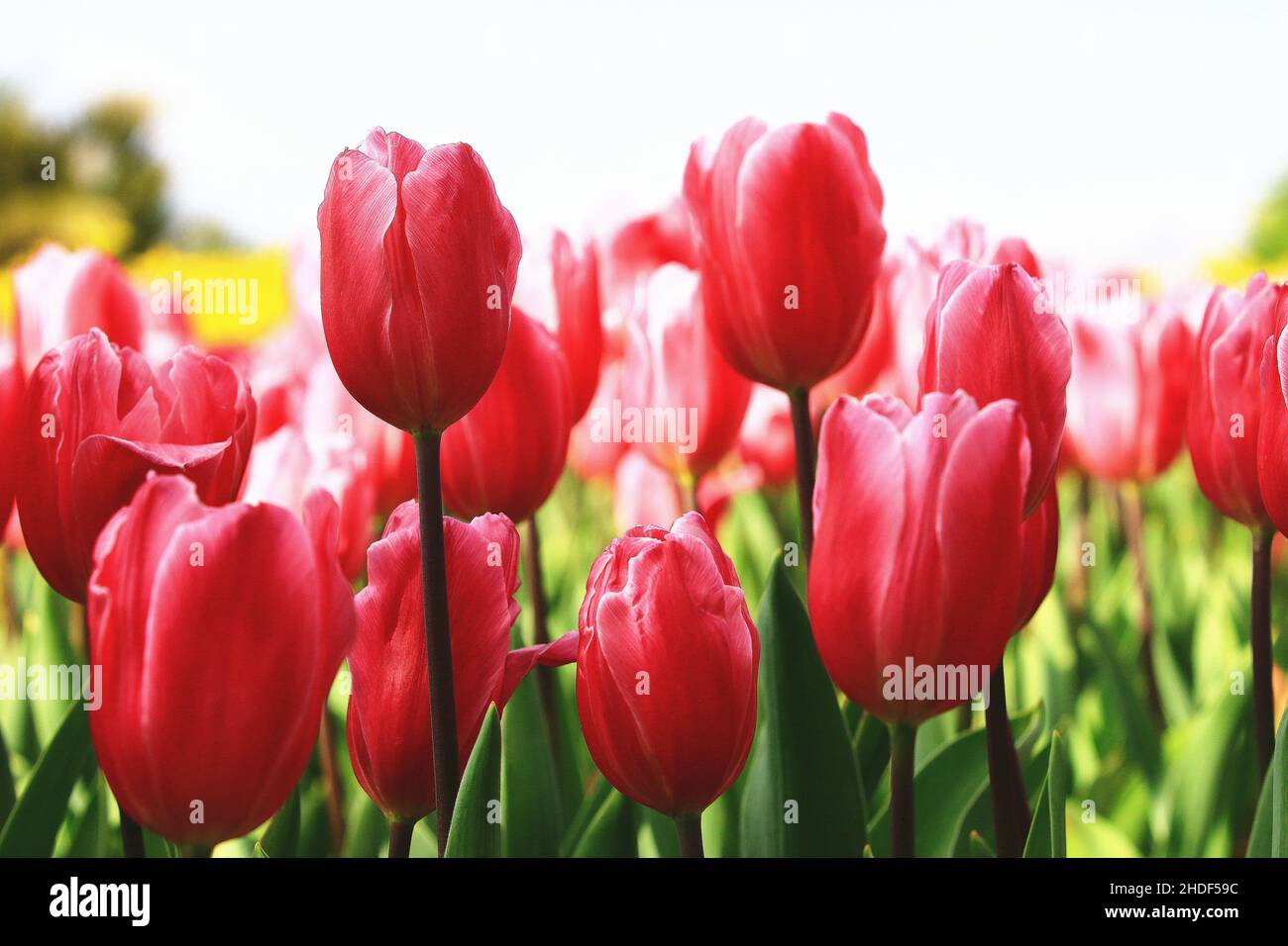 Vista incredibile dei fiori colorati di tulipano in fiore, primo piano dei bellissimi fiori rossi di tulipano in fiore nel giardino Foto Stock