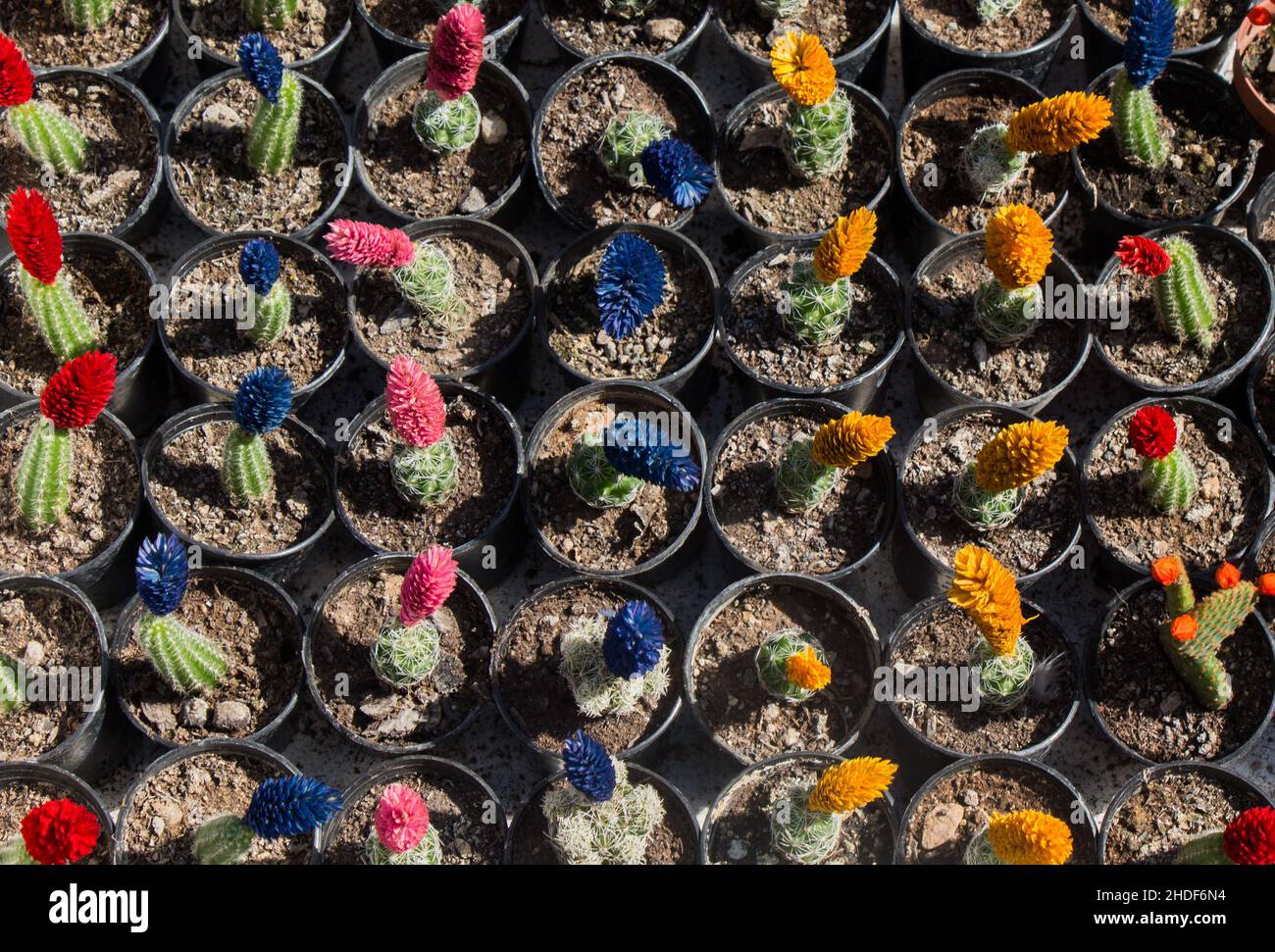 piante in vaso, cactus, piante in vaso, cactis Foto Stock
