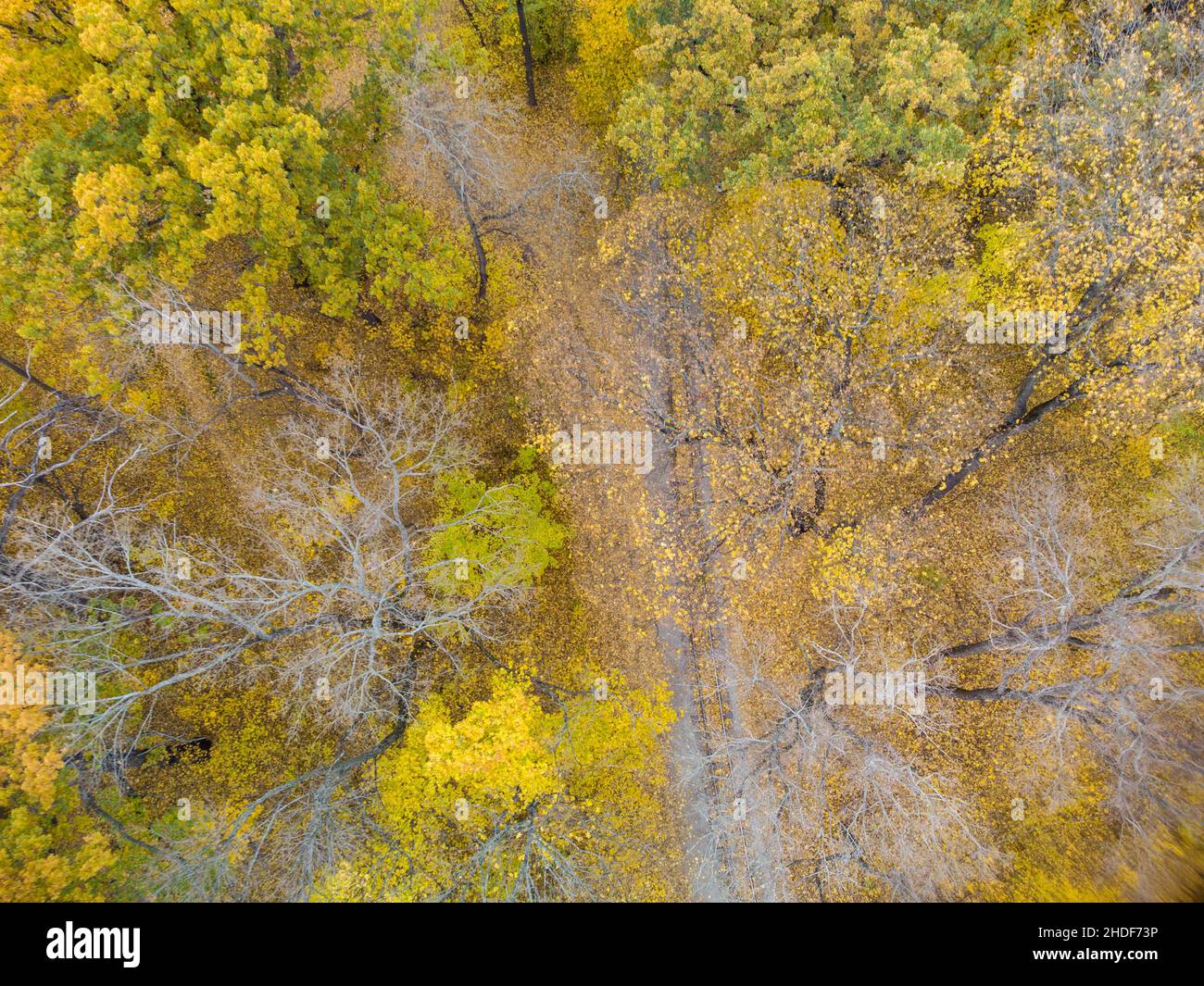 Linea ferroviaria in giallo vivace autunno foresta. Vista aerea sulla cima degli alberi sulla colorata ferrovia meridionale dei bambini a Kharkiv, viaggia in Ucraina Foto Stock