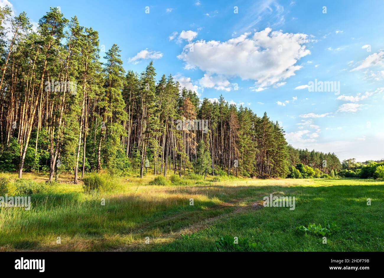 foresta, conifere, foreste, legno, bosco, boschi Foto Stock