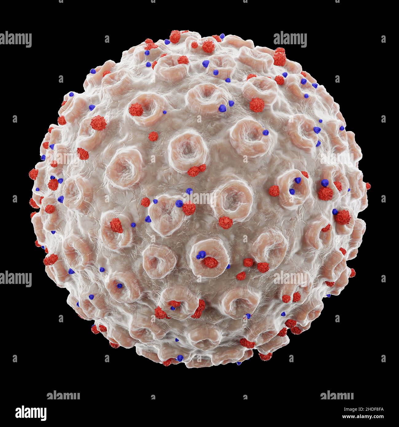 COVID-19 Corona virus con glicoproteina di picco. Grana fine e dettagliata spaccata . Sfondo isolato di colore nero. 3D rendering . Tracciati di ritaglio incorporati Foto Stock