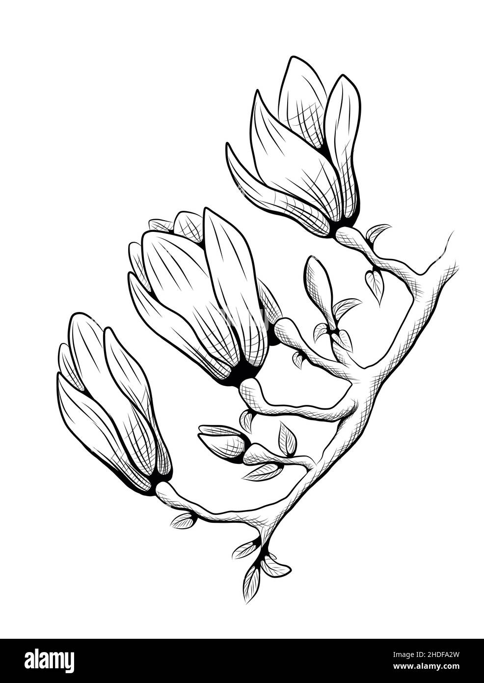 grafica, illustrazione, fiore magnolia, disegno, grafica, illustrazioni, fiori magnolia, disegni Foto Stock