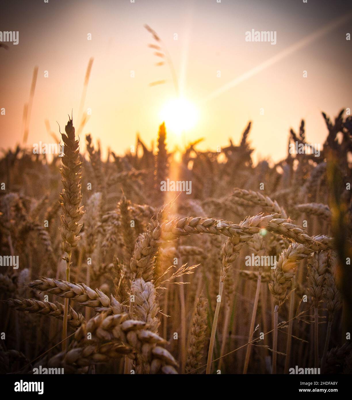 sole serale, picchi, campo di grano, suns serali, campi di grano Foto Stock
