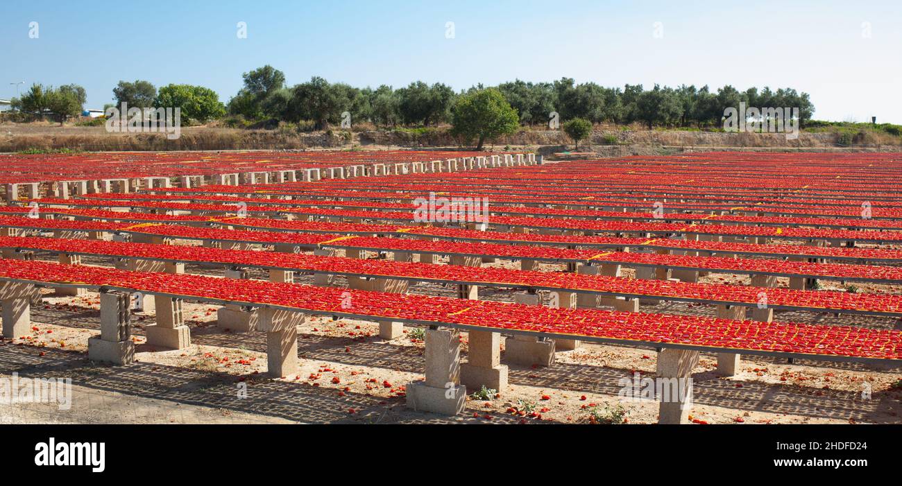 pomodori, puglia, pomodori secchi, pomodori, apulie, tomatoe essiccata Foto Stock