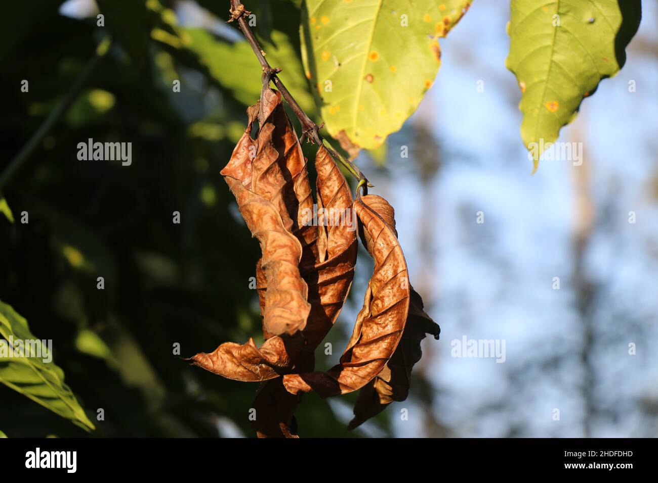 Pianta di caffè robusta con docce di luce del sole sulle sue foglie fresche e secche Foto Stock