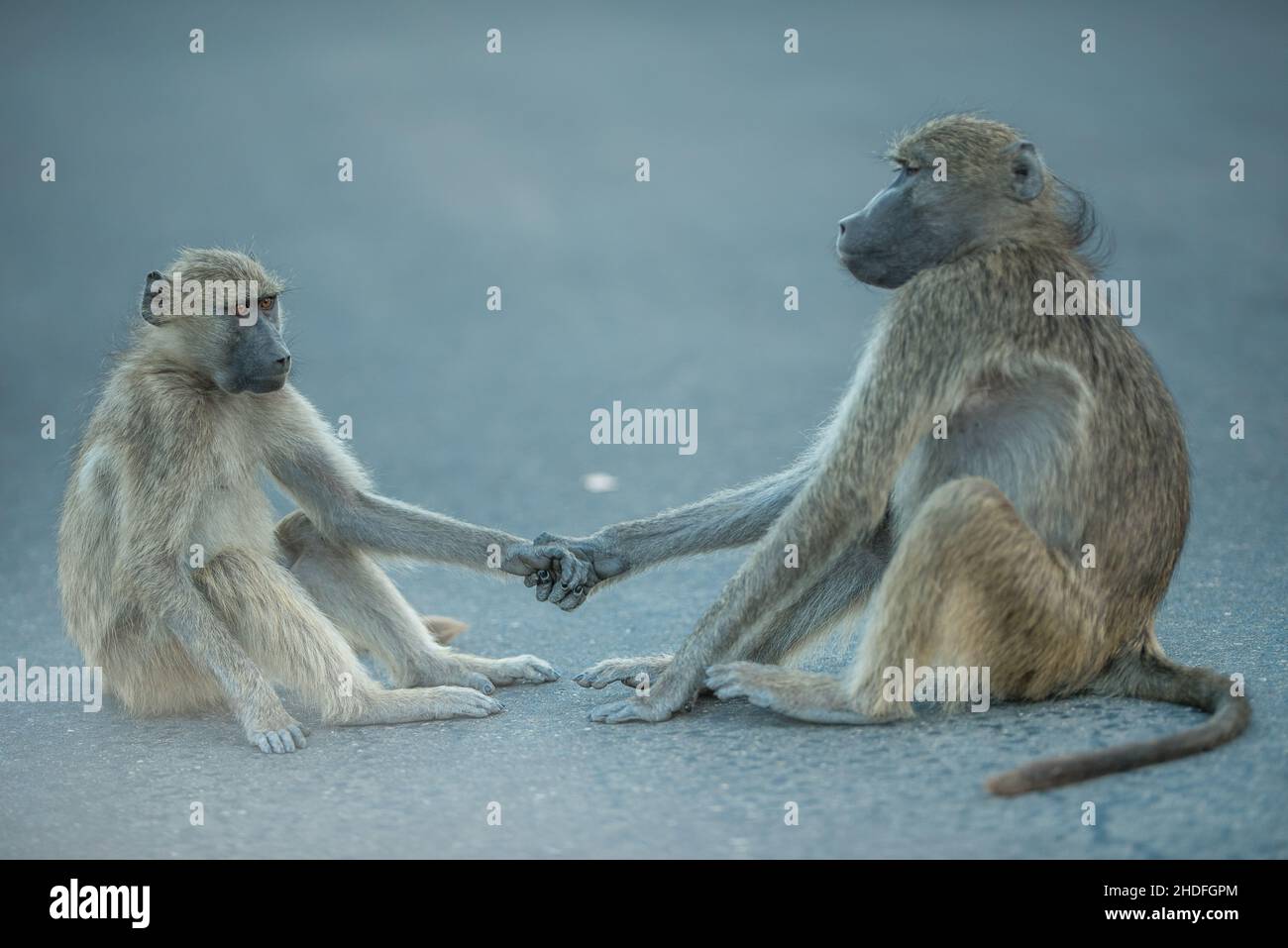 la convivenza, la presa delle mani, la cohesions Foto Stock