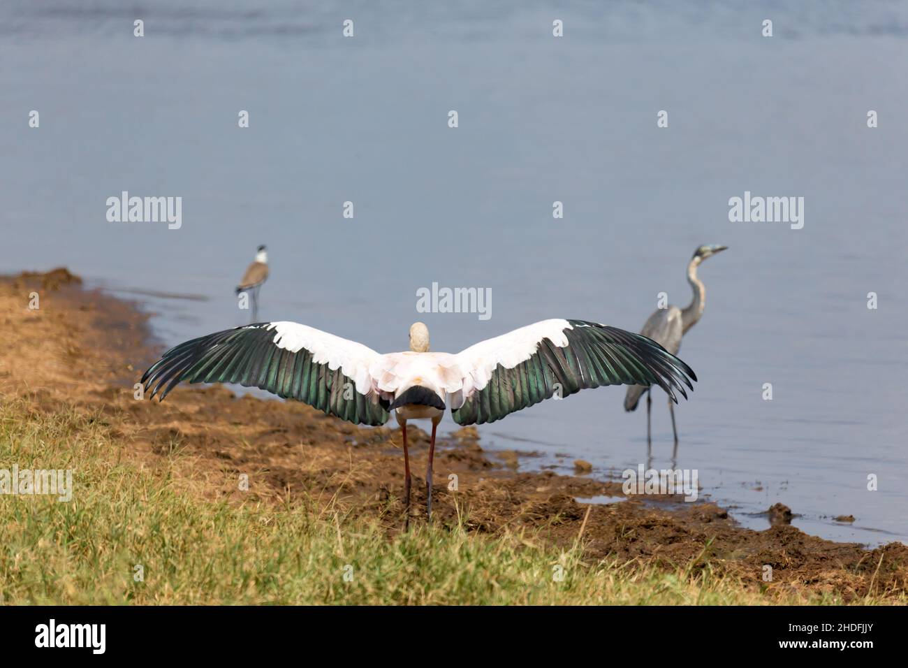 apertura alare, patta, cicogna marabou, alettoni, lembi, marabou cicogne Foto Stock