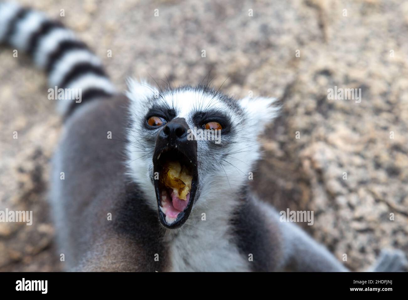 lemure con coda ad anello, aggressivi, lemuri con coda ad anello, aggressivi Foto Stock