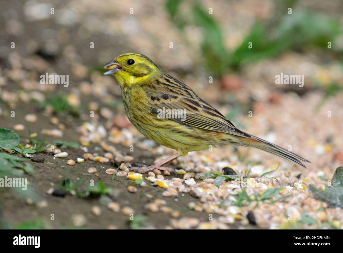 Zigolo giallo Foto Stock