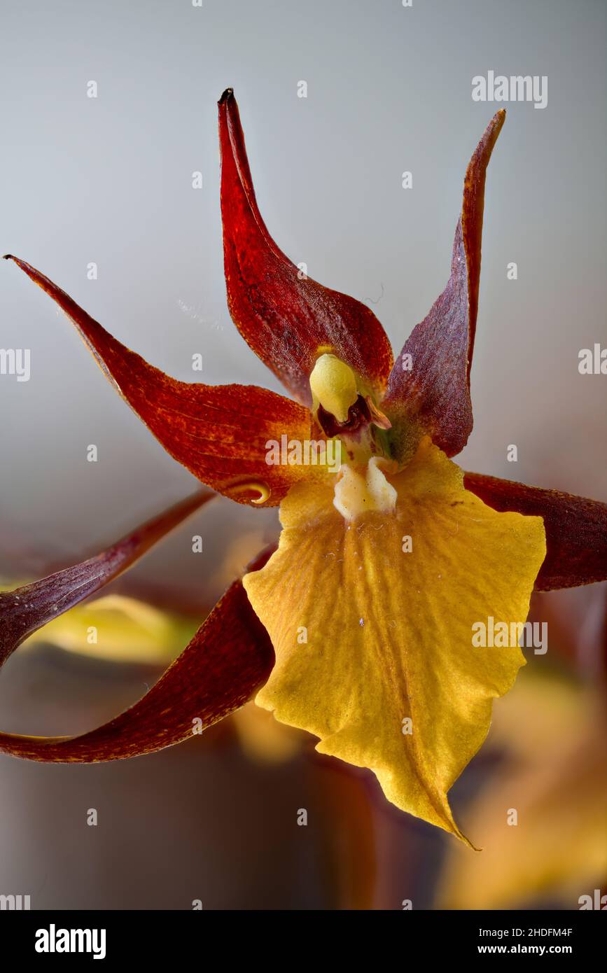 orchidea fiore, orchidee Foto Stock