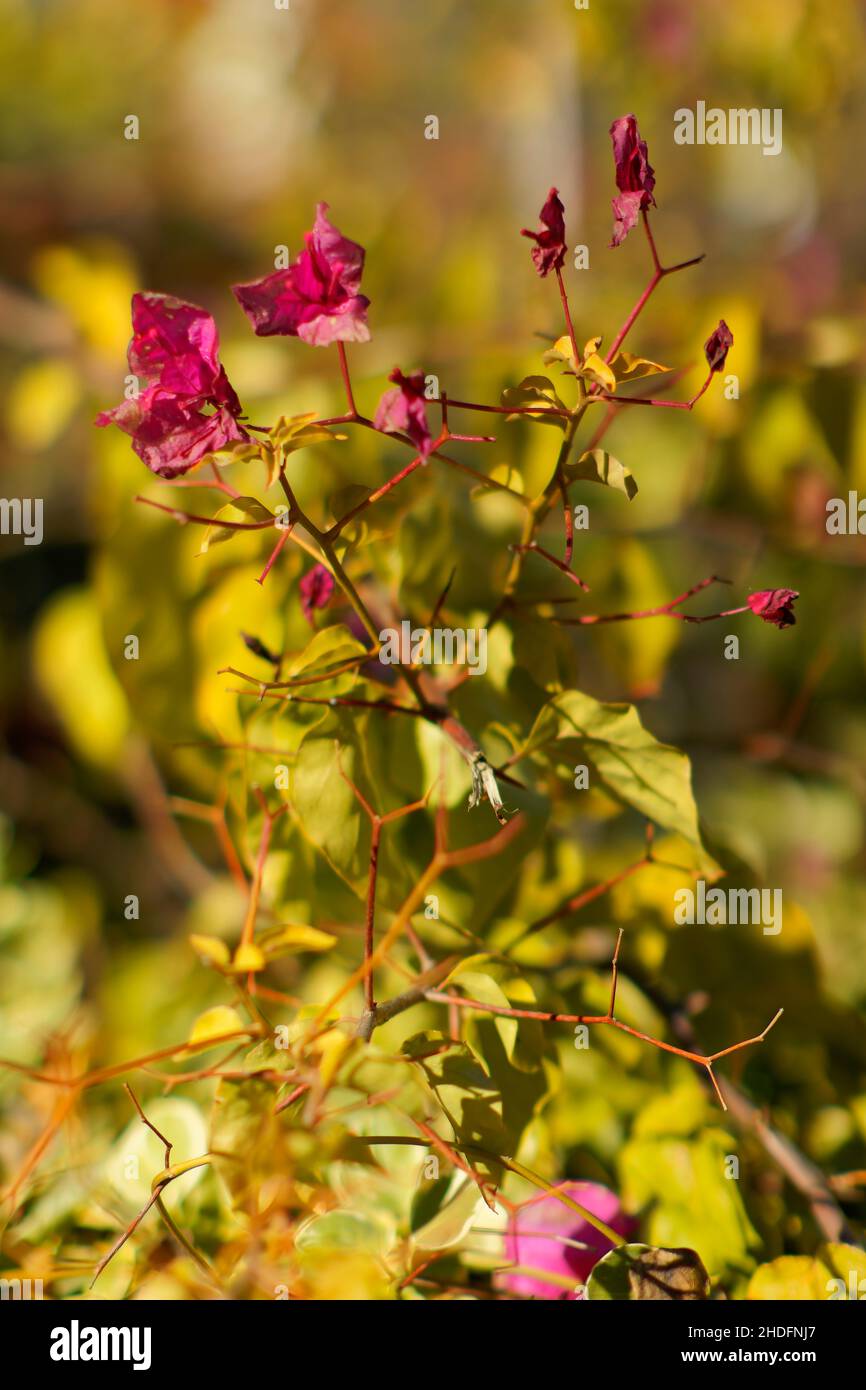 Fiore di inizio primavera sfondo. Foto Stock