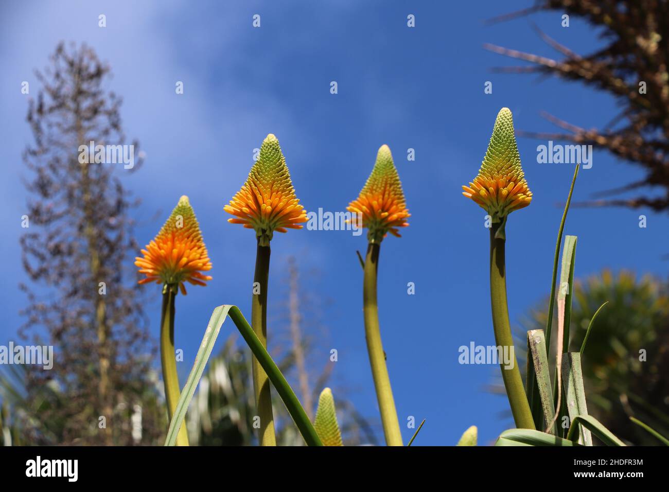 Piante da poker in una giornata di sole a Trebah Gardens in Cornovaglia Foto Stock