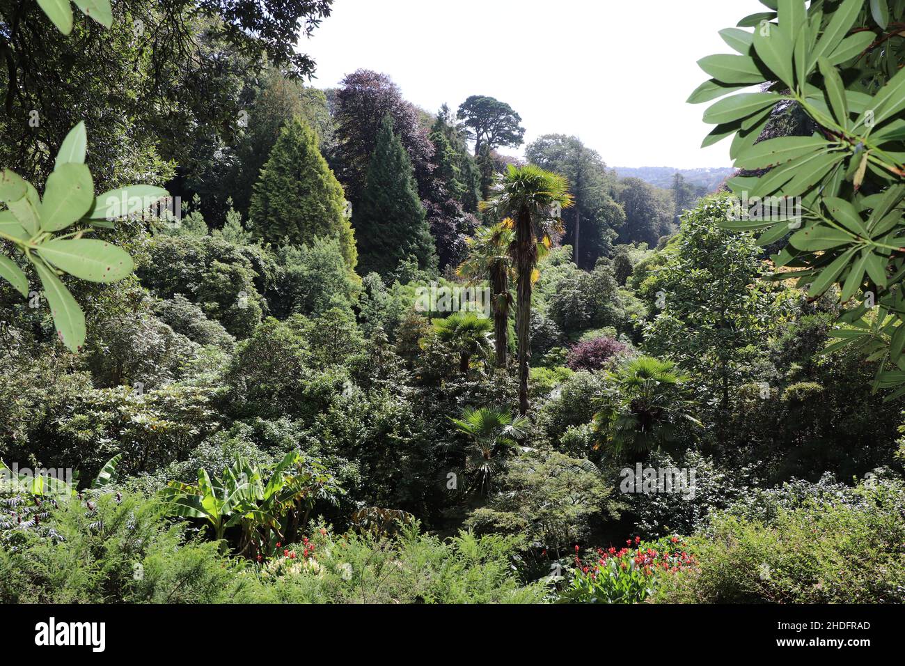 Una vista sui Giardini di Trebbah Cornovaglia, Inghilterra Foto Stock