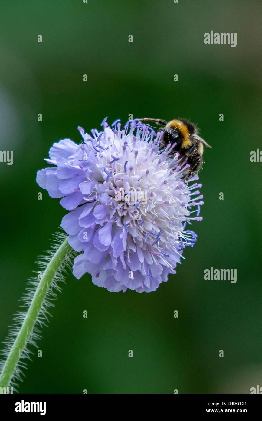 Api da giardino su un fiore di Scabiosa un genere appartenente alla famiglia delle piante fiorite in luna di miele Foto Stock