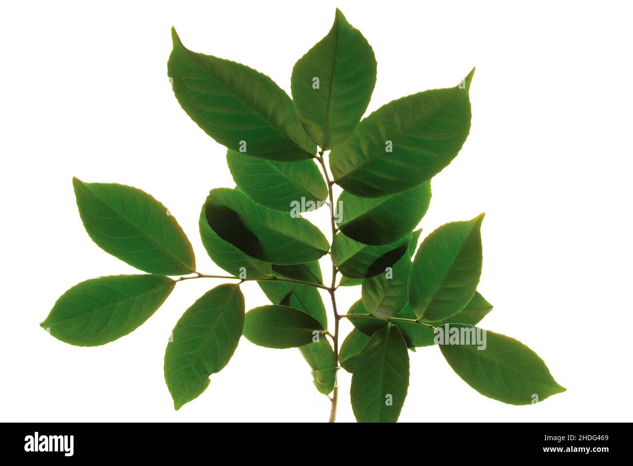 forma a foglia, alloro ciliegio, forme a foglia, bushs Foto Stock