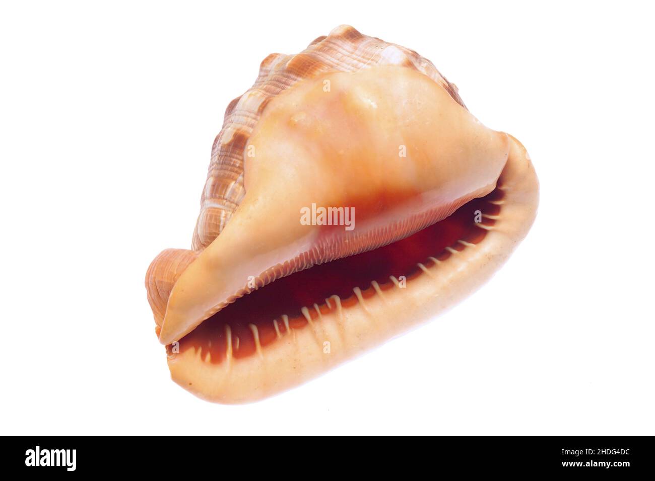 cozze, gusci di lumaca, conchiglie, cozze, gusci di lumaca, conch shell Foto Stock