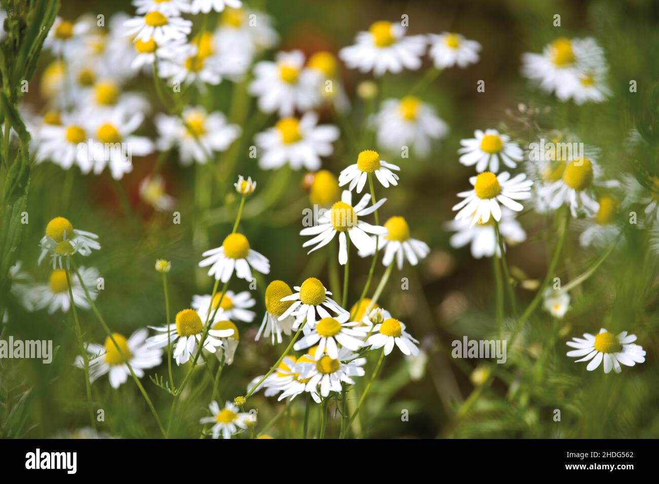 camomilla, camomilla piante Foto Stock